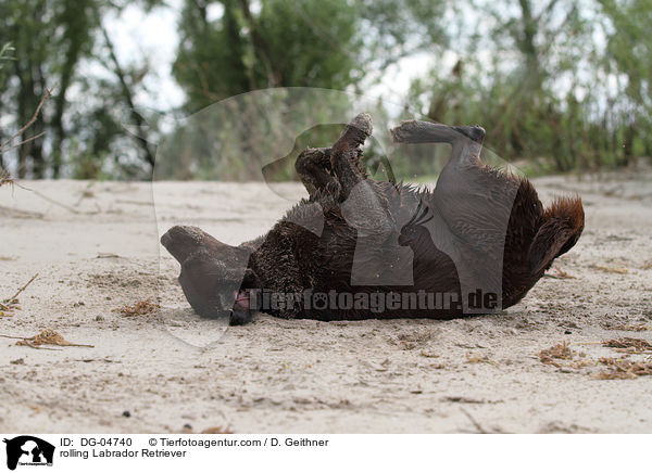 Labrador Retriever w�lzt sich / rolling Labrador Retriever / DG-04740