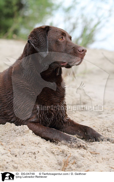 liegender Labrador Retriever / lying Labrador Retriever / DG-04748