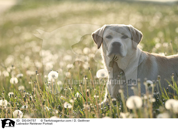 Labrador Retriever Portrait / Labrador Retriever Portrait / DG-04757