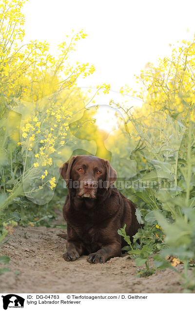 liegender Labrador Retriever / lying Labrador Retriever / DG-04763