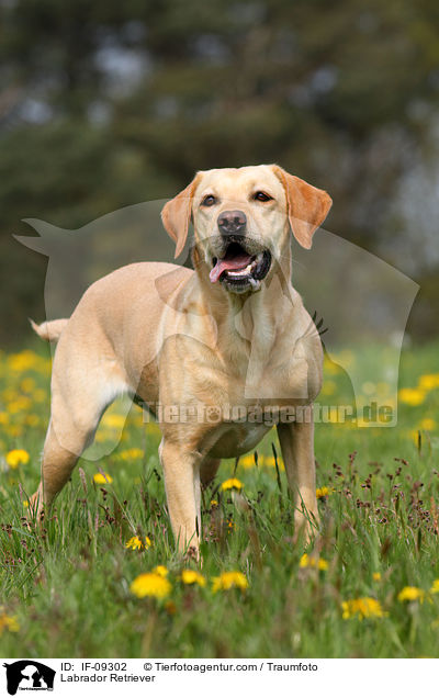 Labrador Retriever / Labrador Retriever / IF-09302