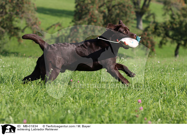 apportierender Labrador Retriever / retrieving Labrador Retriever / MB-01834