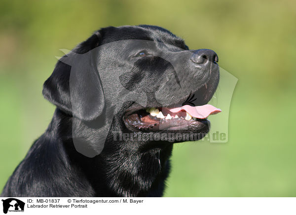 Labrador Retriever Portrait / Labrador Retriever Portrait / MB-01837