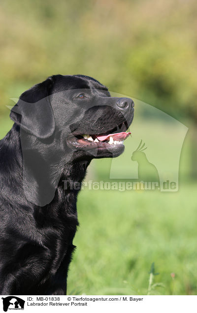 Labrador Retriever Portrait / Labrador Retriever Portrait / MB-01838