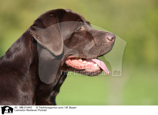 Labrador Retriever Portrait / Labrador Retriever Portrait / MB-01840
