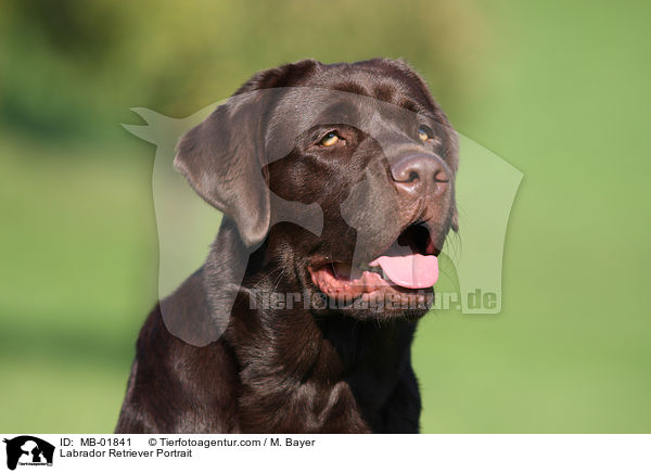 Labrador Retriever Portrait / Labrador Retriever Portrait / MB-01841