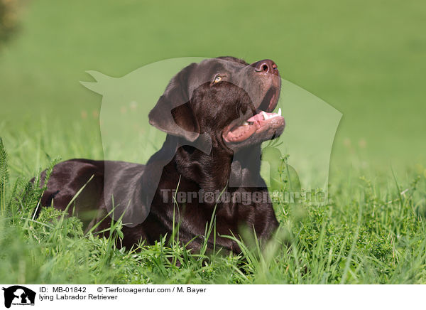 liegender Labrador Retriever / lying Labrador Retriever / MB-01842