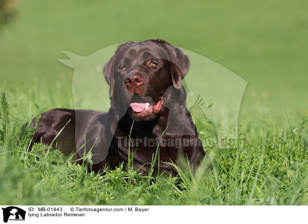 liegender Labrador Retriever / lying Labrador Retriever / MB-01843