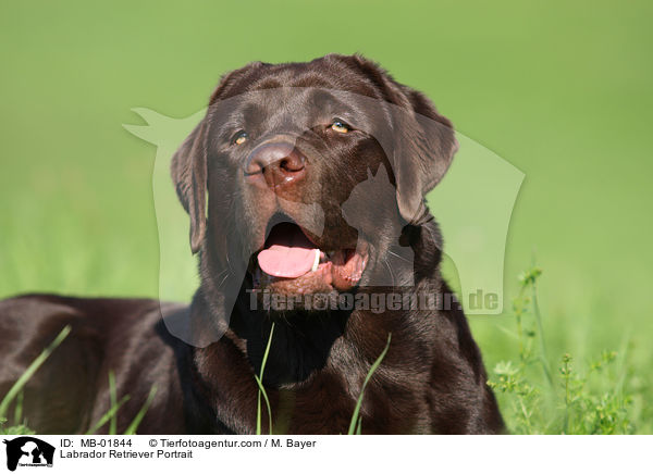 Labrador Retriever Portrait / Labrador Retriever Portrait / MB-01844