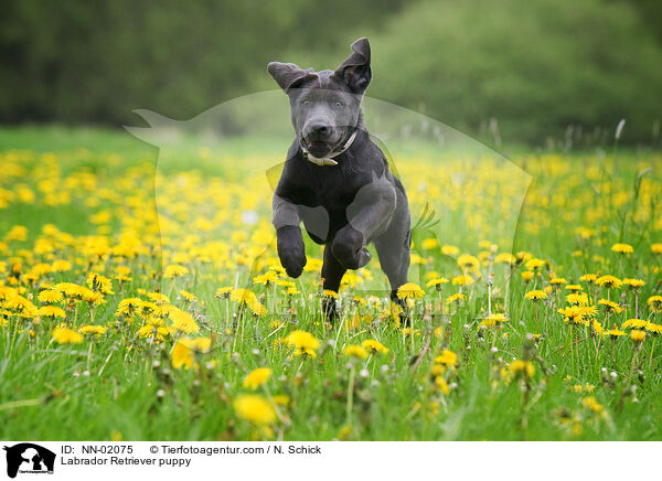 Labrador Retriever Welpe / Labrador Retriever puppy / NN-02075