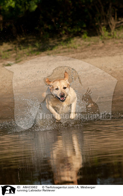 rennender Labrador Retriever / running Labrador Retriever / AM-03962