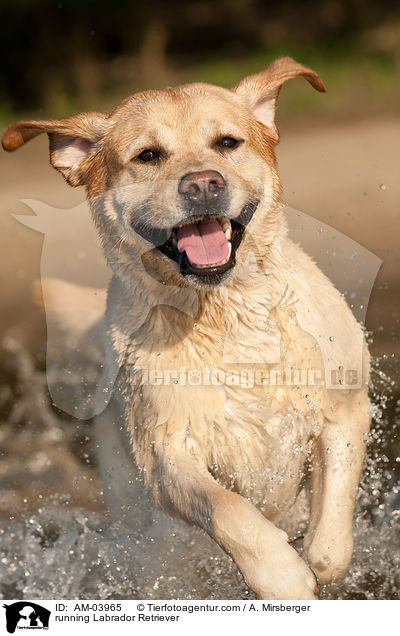 rennender Labrador Retriever / running Labrador Retriever / AM-03965