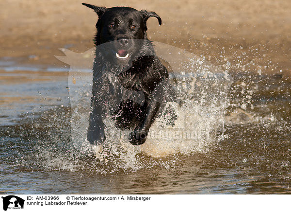 rennender Labrador Retriever / running Labrador Retriever / AM-03966