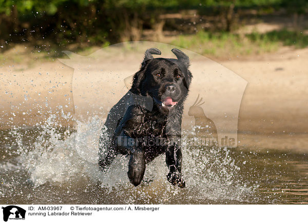 rennender Labrador Retriever / running Labrador Retriever / AM-03967