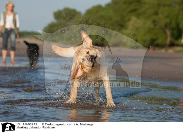 Labrador Retriever sch�ttelt sich / shaking Labrador Retriever / AM-03972