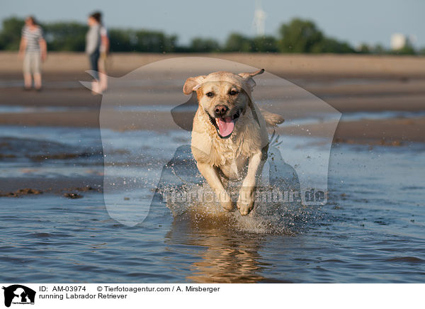 rennender Labrador Retriever / running Labrador Retriever / AM-03974