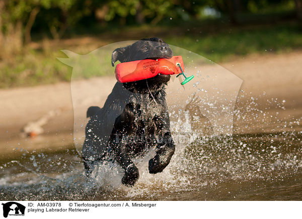 spielender Labrador Retriever / playing Labrador Retriever / AM-03978