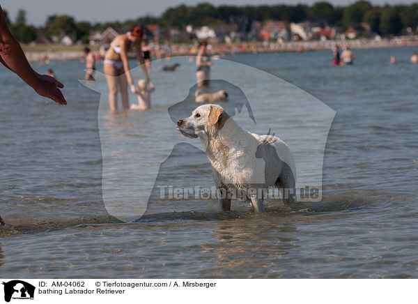 badender Labrador Retriever / bathing Labrador Retriever / AM-04062