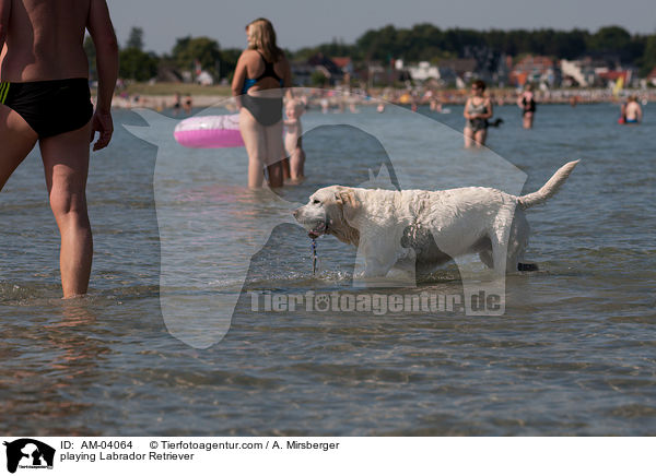 spielender Labrador Retriever / playing Labrador Retriever / AM-04064