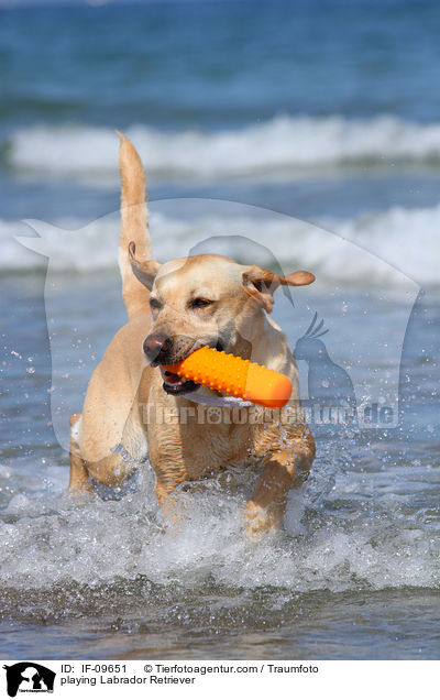 spielender Labrador Retriever / playing Labrador Retriever / IF-09651