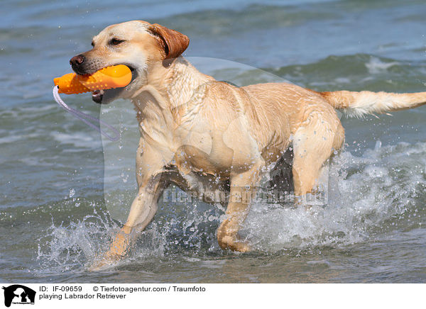 spielender Labrador Retriever / playing Labrador Retriever / IF-09659