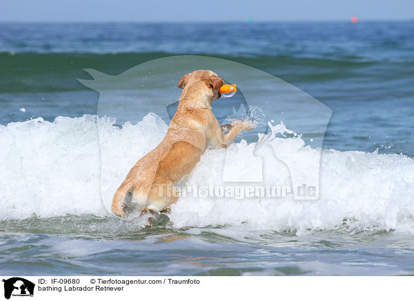 planschender Labrador Retriever / bathing Labrador Retriever / IF-09680
