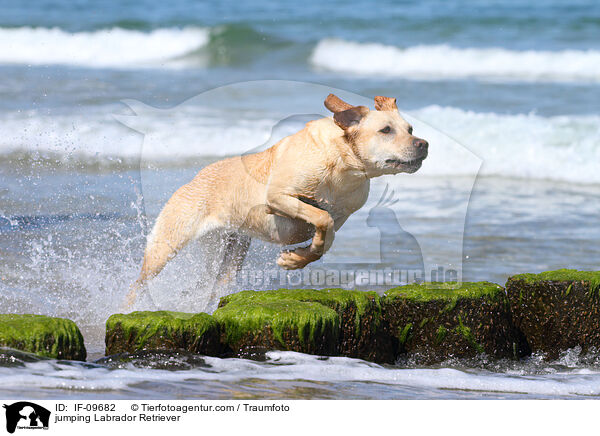 springender Labrador Retriever / jumping Labrador Retriever / IF-09682