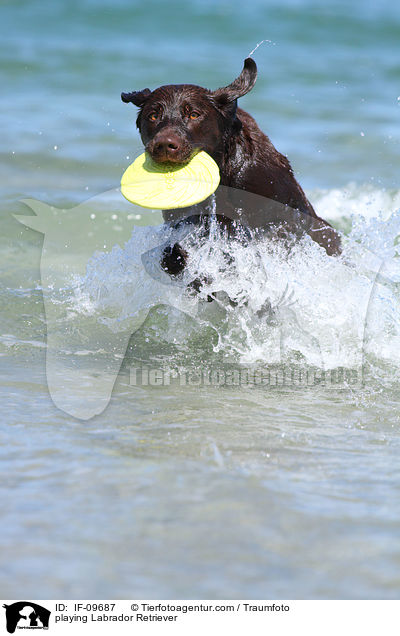 spielender Labrador Retriever / playing Labrador Retriever / IF-09687