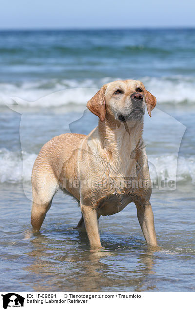 badender Labrador Retriever / bathing Labrador Retriever / IF-09691