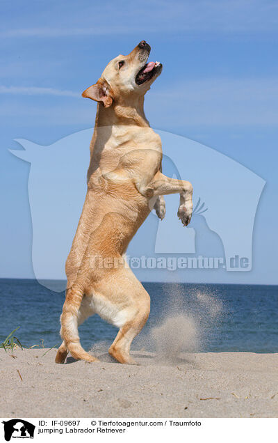 springender Labrador Retriever / jumping Labrador Retriever / IF-09697