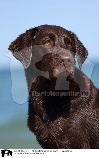 Labrador Retriever Portrait / Labrador Retriever Portrait / IF-09704