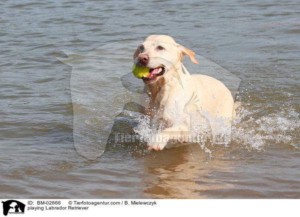 spielender Labrador Retriever / playing Labrador Retriever / BM-02666