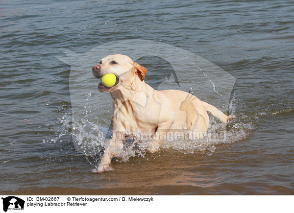 spielender Labrador Retriever / playing Labrador Retriever / BM-02667