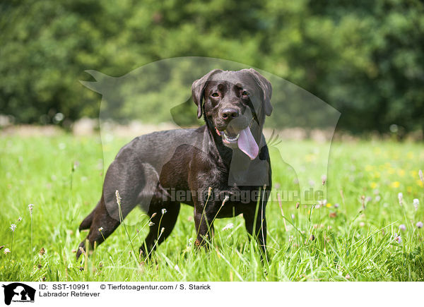 Labrador Retriever / Labrador Retriever / SST-10991