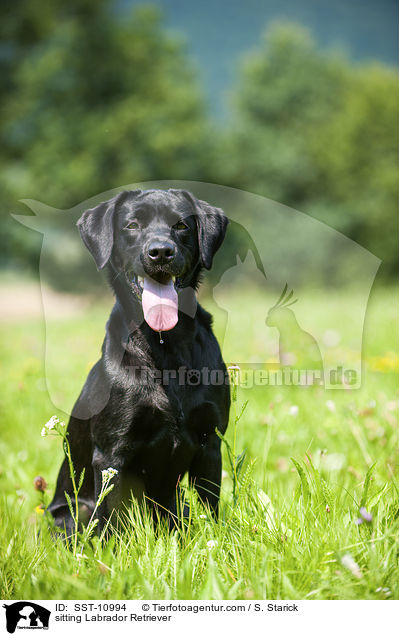 sitzender Labrador Retriever / sitting Labrador Retriever / SST-10994