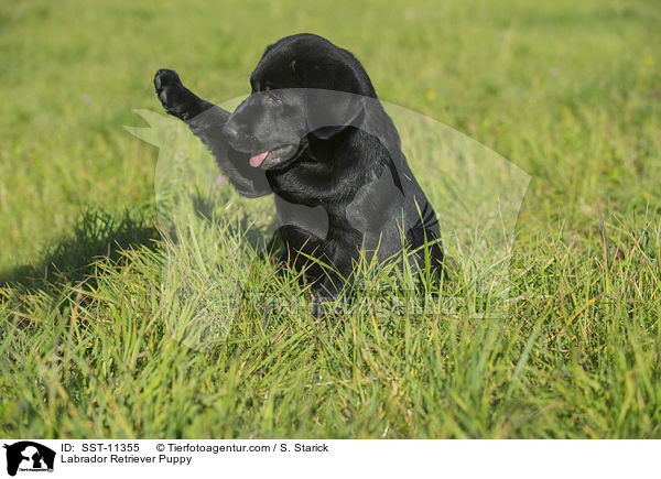Labrador Retriever Welpe / Labrador Retriever Puppy / SST-11355
