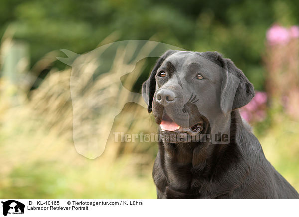 Labrador Retriever Portrait / Labrador Retriever Portrait / KL-10165