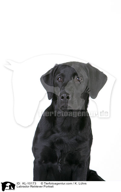 Labrador Retriever Portrait / Labrador Retriever Portrait / KL-10173