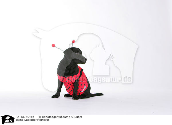 sitzender Labrador Retriever / sitting Labrador Retriever / KL-10186