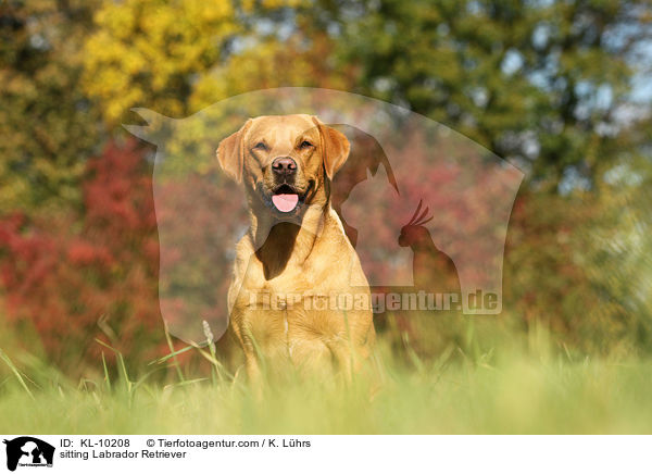 sitzender Labrador Retriever / sitting Labrador Retriever / KL-10208