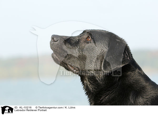 Labrador Retriever Portrait / Labrador Retriever Portrait / KL-10216