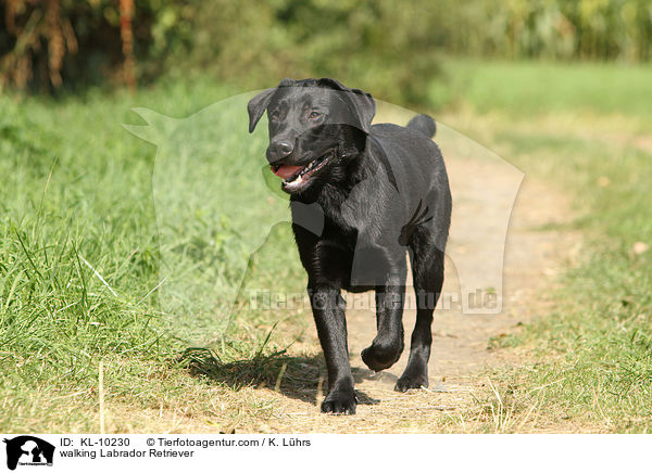 laufender Labrador Retriever / walking Labrador Retriever / KL-10230