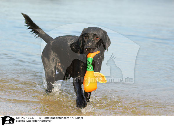 spielender Labrador Retriever / playing Labrador Retriever / KL-10237