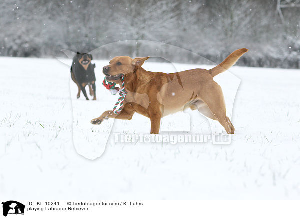 spielender Labrador Retriever / playing Labrador Retriever / KL-10241
