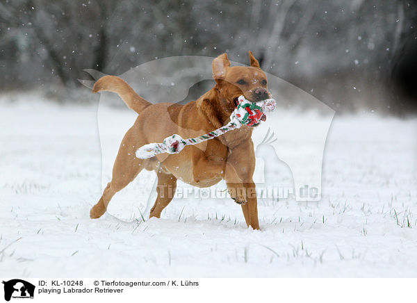 spielender Labrador Retriever / playing Labrador Retriever / KL-10248