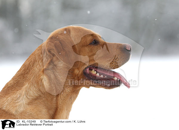 Labrador Retriever Portrait / Labrador Retriever Portrait / KL-10249