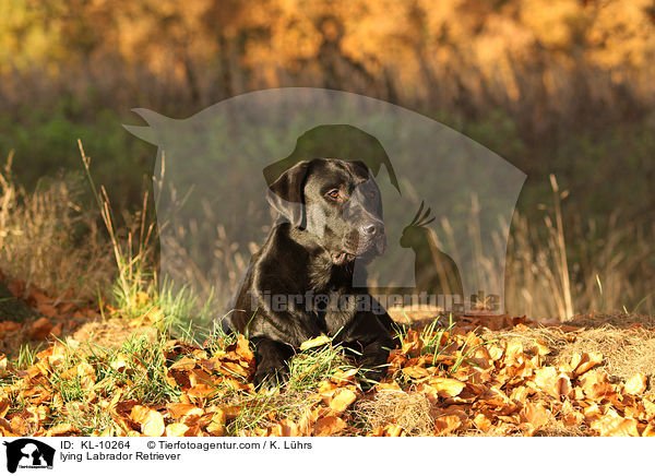 liegender Labrador Retriever / lying Labrador Retriever / KL-10264
