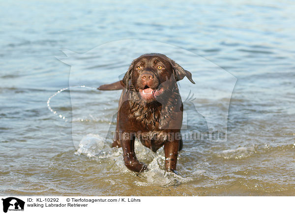 laufender Labrador Retriever / walking Labrador Retriever / KL-10292