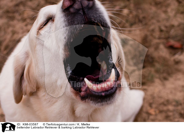 bellender Labrador Retriever & barking Labrador Retriever / bellender Labrador Retriever & barking Labrador Retriever / KMI-03587