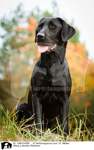sitzender Labrador Retriever / sitting Labrador Retriever / KMI-03589